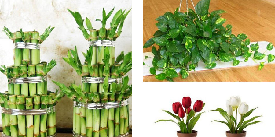 绿植吸收甲醛